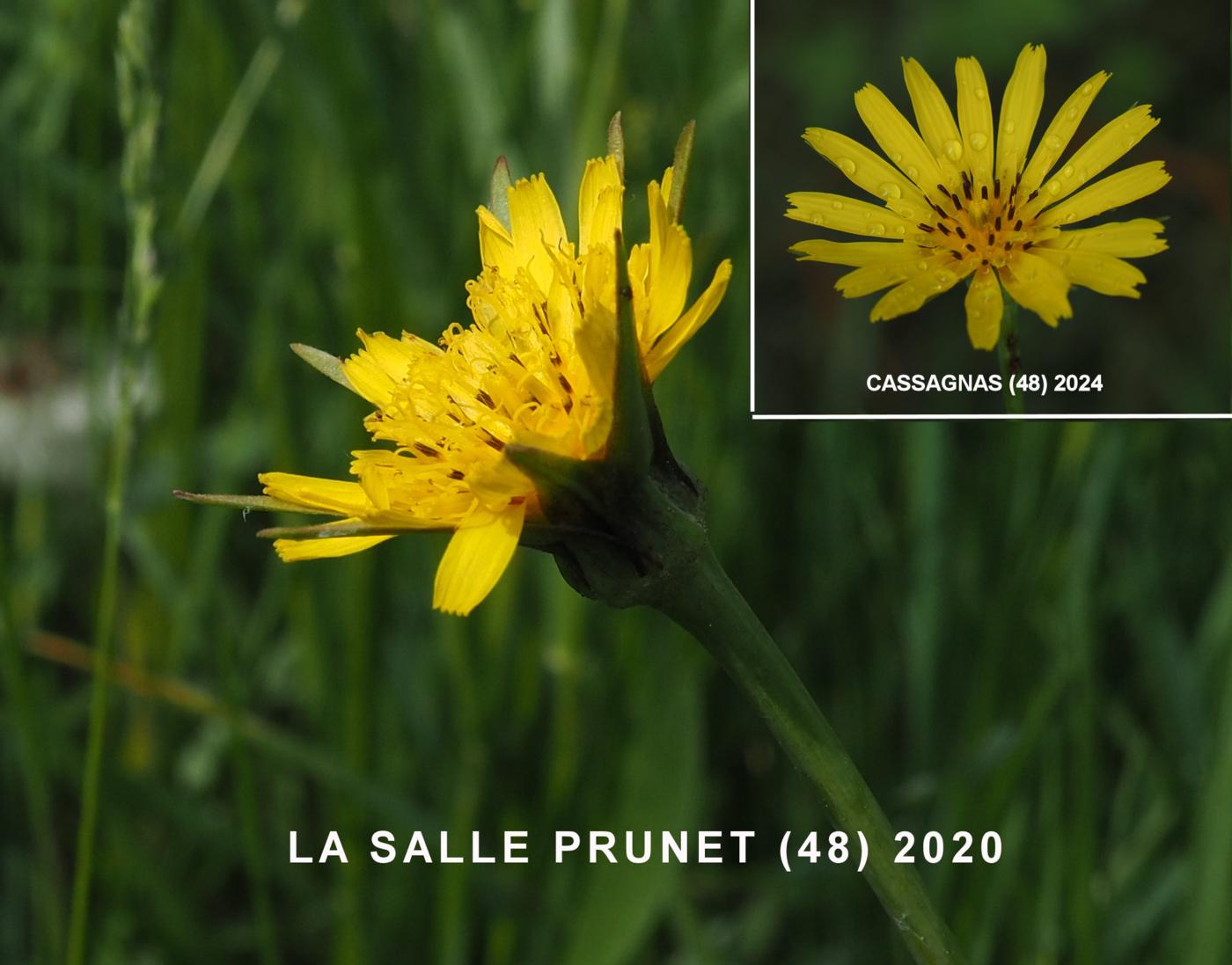 Goat's-Beard flower